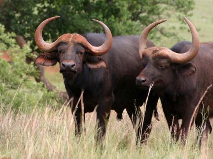 Political pressure to find two buffaloes! | काय सांगता? दोन म्हशींना शोधण्यासाठी राजकीय दबाव!