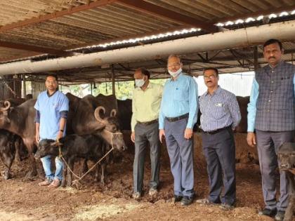 Successful experiment of female Buffalo breeding in Akola | म्हैस हवी की रेडा.....अकोल्यात मादी रेडके पैदाशीचा यशस्वी प्रयोग