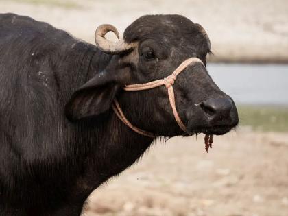 One buffalo, two suitors When the panchayat could not give justice, the dispute was resolved by the buffalo itself in uttar pradesh rampur | एक म्हैस, दोन दावेदार...! पंचायतीला करता आला नाही न्याय निवाडा, तेव्हा खुद्द म्हशीनंच सोडवला वाद