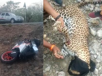 Leopard injured in speeding bike collision; | भरधाव दुचाकीच्या धडकेत बिबट्या जखमी; हल्ल्यात वनकर्मचारी जखमी