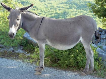 17 donkeys stolen from Nandura town, | नांदुरा शहरातून १७ गाढवांची चोरी, अज्ञात चोराविरुद्ध गुन्हा दाखल