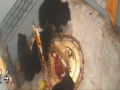 Bear in the temple of Dongarshevli | डोंगरशेवलीच्या मंदिरात अस्वलाचा वावर