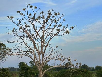 The 'ghost tree' in Ambabarwa sanctuary is attracting the attention of tourists; | अंबाबरवा अभयारण्यातील ‘भुताचे झाड’ वेधतेय पर्यटकांचे लक्ष; झाडाला हात लावल्यास पावडरसारखे कण हवेत उडतात