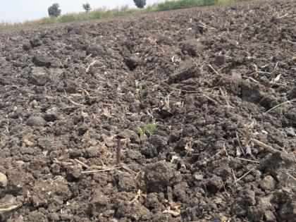 The sown did not grow; rabi sowing percentage dropped in Buldana district | पेरलेले उगवलेच नाही;  बुलडाणा जिल्ह्यात रब्बी पेरणीचा टक्का वाढेना 