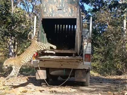 A leopard trapped in a cage in Borkhed was released in Ambabarwa Sanctuary | बोरखेडमध्ये पिंजऱ्यात अडकलेल्या बिबट्याला अंबाबरवा अभयारण्यात सोडले