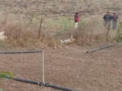 attempt to remove Leopard from stuck in the wire fence | तार कुंपणात अडकलेल्या बिबट्याला काढण्यासाठी शर्थीचे प्रयत्न