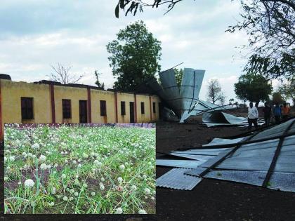 Buddhana: In Chinchpur, stormy winds blew away tin sheets of schools, hail and rains damaged crops. | Buddhana: चिंचपूर येथे वादळी वाऱ्याने शाळेचे टीनपत्रे उडाले, गारपिटीसह पावसाने पिकांचे नुकसान