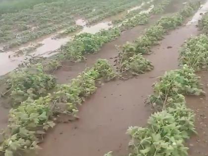 rain wreaks havoc in four villages in nandura buldhana | नांदुरा: चार गावांमध्ये ढगफुटीसदृश्य पावसाचा कहर; शेतांमध्ये तलाव, शेकडो एकर गेली खरडून