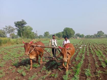 in the year of World Cereals, the 'Millet Mission' is the heart of the farmers in buldhna | जागतिक तृणधान्य वर्षातच ‘मिलेट मिशन’ला शेतकऱ्यांचा खो