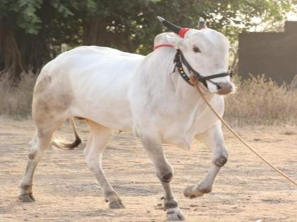 bajranga race bull sold for Rs 25 lakh in junnar | बजरंगाची कमाल अन् बैलमालकाची धमाल; शर्यतीत धावणाऱ्या बैलाची तब्बल २५ लाखांना विक्री