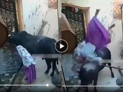 trending story viral angry bull attacks old lady with horns video goes viral social media | आली अंगावर, घेतलं शिंगावर! म्हातारीने काठीने मारलं, मग बैलाने थेट उडवूनच लावलं.. (Video)