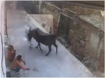 old man hits bull he attacks him in return video goes viral on social media | शांत उभ्या असलेल्या बैलाला या आजोबांनी उगाचच दिले रट्टे, अहो खेळ अंगाशी आला ना राव!