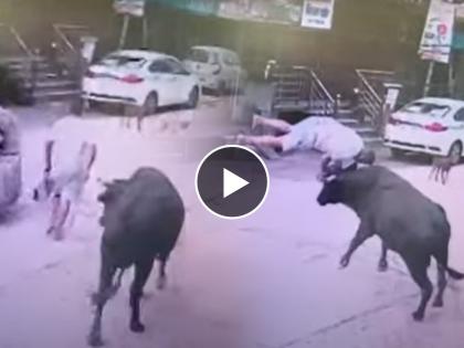 bull attacks man video goes viral on social media | खवळलेल्या बैलाने व्यक्तीला शिंग घुसवुन आपटले, ५ फुट उंचीवरुन आदळताच झाले 'हे' हाल