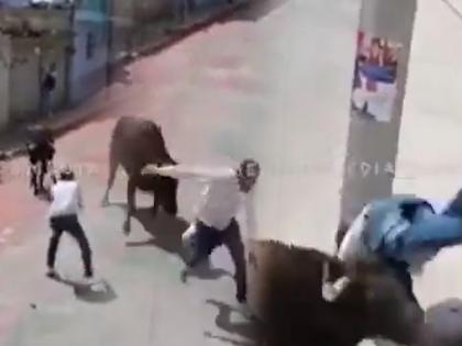 man teases bull learns life lesson as bull throw him in the air see what happens next video goes viral on internet | Viral Video: बैलाची मस्करी करायला गेला, बैलाने हवेत गरागरा फिरवून जमीनीवरच आपटला