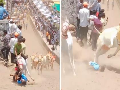 Bull jumps to the other side and child life is saved Thrilling events in Pune's bullock cart race | Video: बैलाने दुसरीकडे उडी मारली अन् मुलाचे प्राण बचावले; पुण्याच्या बैलगाडा शर्यतीतील थरारक घटना