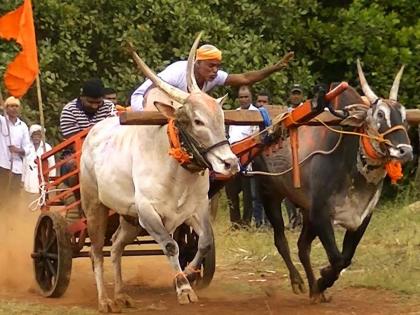 Bullock cart races continue in rural areas | बैलगाड्यांच्या शर्यती ग्रामीण भागात सुरूच; कोरोनाचे नियम धाब्यावर