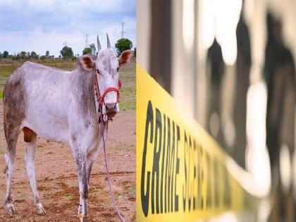 Son hit father on the head with a stone and then a sword saying he could not handle a bull Incident at Hazarmachi in Karad taluka satara | Satara Crime: ‘बैल सांभाळता येत नाही’, म्हणत वडिलांच्या डोक्यात घातला दगड, तलवारीने केला वार Son hit father on the head with a stone and then a sword saying he could not handle a bull Incident at Hazarmachi in Karad taluka satara | Satara Crime: ‘बैल सांभाळता येत नाही’, म्हणत वडिलांच्या डोक्यात घातला दगड, तलवारीने केला वार