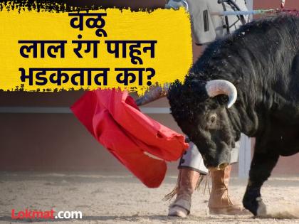 Does the colour red really anger bulls? fact check | खरंच वळू लाल रंग किंवा लाल रंगाचे कपडे बघून भडकतात का? जाणून घ्या सत्य...