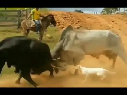 two bulls fighting dog enter into the fight video goes viral on internet | Viral Video: दोन बैलांच्या लढाईत कुत्र्याने घेतली एंट्री, अन् नंतर जे झालं ते पाहुन पोट धरुन हसाल