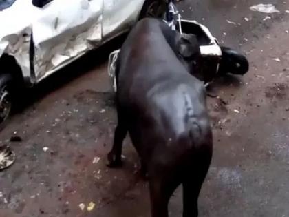 bull lose of control in bhiwandi | भिवंडीत रेड्याने घातला धुमाकूळ, वाहनांची केली तोडफोड