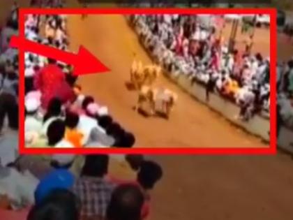 bulls saves their owner from death in Bull Cart race in Pune Junnar | Viral Video: बैलजोडीनं मालकाचे प्राण वाचवले, बैलगाडा शर्यतीतला हा थरार एकदा पाहाच