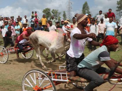 Sarja-Raja persecution again in bullock cart race | Bull Cart Race: बैलगाडी शर्यतीत सर्जा-राजाचा पुन्हा छळ, सर्वोच्च न्यायालयाचे निर्देश पायदळी