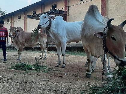 after six years gap the bullock cart race will begin | बैलगाड्यांच्या शर्यतीचा थरथराट; तब्बल सहा वर्षांनंतर उडणार धुरळा