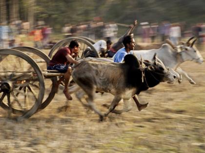 Bullock cart race results within a month; Arguments completed in the Supreme Court | बैलगाडा शर्यतीबाबत महिनाभरात निकाल; सर्वोच्च न्यायालयात युक्तिवाद पूर्ण