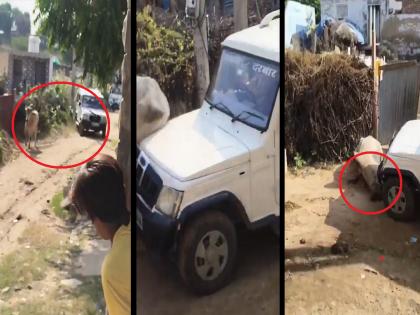 Viral Video: First hit, then crushed under a car; Bull killed in a very brutal manner | Video: अमानवीय! आधी टक्कर मारली, मग गाडीखाली चिरडले; बैलाची अतिशय क्रुर हत्या...