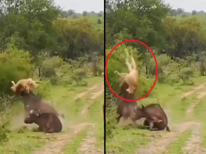 Bull attack on lion to save another bull, video will shock uou | साथीदाराला वाचवण्यासाठी थेट सिंहाशी भिडली; एका झटक्यात हवेत उडवलं, पहा Video