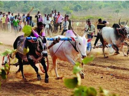  Bullock cart race dispute has resulted in indiscriminate firing in Ambernath  | अंबरनाथमध्ये बैलगाडा शर्यतीच्या वादातून अंधाधुंद गोळीबार; 15 ते 20 राउंड फायर झाल्याचा अंदाज