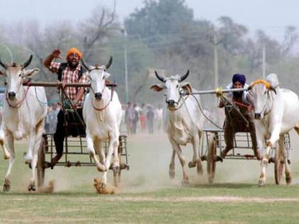   Bullock cart race has been allowed in Solapur  | पुन्हा एकदा भिर्र! लम्पीचा प्रादूर्भाव कमी झाल्याने सोलापुरात बैलगाडा शर्यतींना परवानगी