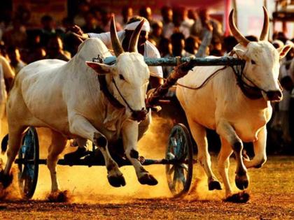 Misfortunes in Shirur bullock cart race A young man died after a bull's horn penetrated his stomach | शिरुरच्या बैलगाडा शर्यतीत दुर्दैवी घटना; बैलाचे शिंग पोटात घुसून तरुणाचा मृत्यू