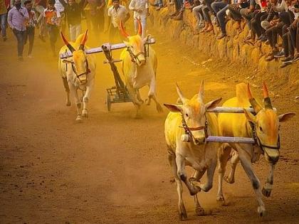 bullock cart race supreme court orders local impact and consequences | ‘ह्ये सर्जाऽऽ, फाकड्याऽऽ, ह्यॅक ह्यॅक, हुर्रऽऽ’