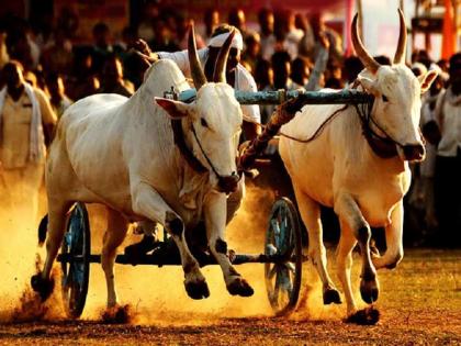 Bullock Cart Race Collector's 'Green Signal' for Bullock Cart Races pune latest news | Bullock Cart Race : बैलगाडा शर्यतींना जिल्हाधिकाऱ्यांचा 'ग्रीन सिग्नल'