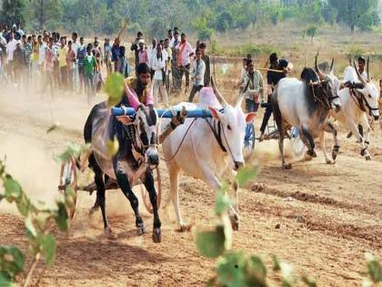 protest for bullock cart racing ban pune nashik highway | पेटा विरोधात बैलगाडा मालकांचा एल्गार; पुणे-नाशिक मार्गावर चक्का जाम, चाकणला तळेगाव चौकात तीन तास वाहतूक कोंडी