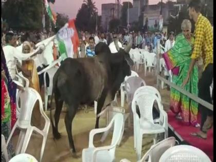 Gujarat Assembly Election: Congress campaign meeting in Gujarat was destroyed by a bull, activists ran away, Gehlot made serious allegations | Gujarat Assembly Election: गुजरातमध्ये बैलाने उधळली काँग्रेसची प्रचारसभा, कार्यकर्ते पळाले, गहलोत यांनी गंभीर आरोप केले 