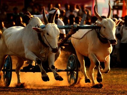 Fodder scarcity is being sent to the bull. Relatives | चारा टंचाईमुळे चक्क गुरांना पाठविले जात आहे नातेवाईकांकडे