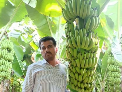 Sale of banana in almonds abroad; Subadone acre yields of eleven lakhs | शेटफळमधील केळीची परदेशात विक्री; सव्वादोन एकरात अकरा लाखांचे घेतले उत्पन्न