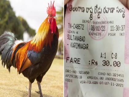 TSRTC bus conductor issued a ticket for a rooster while traveling in the bus | ऐकावं ते नवलंच! बसमधून प्रवास करणाऱ्या कोंबड्याचं कंडक्टरनं कापलं तिकीट