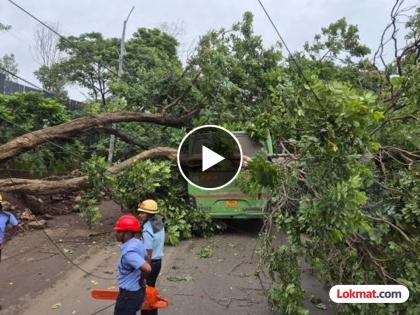 pimpari-chinchwad tree falls on bus on Chinchwad-Akurdi road; Fire department carries out rescue operation | चिंचवड-आकुर्डी रस्त्यावर बसवर झाड कोसळले;अग्निशमन विभागाकडून बचाव कार्य