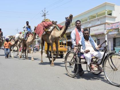 A seven-camel conveyance from the wheel chair! | व्हील चेअरवरुन ‘तो’ हाकतो तब्बल सात उंटांचा काफिला !