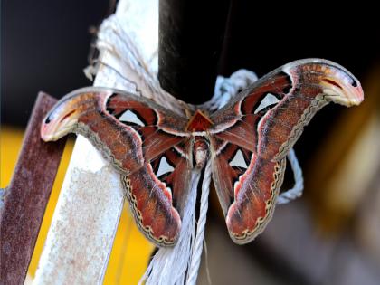 Rare Atlas Moth butterfly found for second time in Sangli district | सांगली जिल्ह्यात दुसऱ्यांदा सापडले दुर्मिळ 'ॲटलास मॉथ'