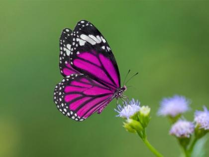 Name in Marathi to give butterflies in Maharashtra | महाराष्ट्रातील फुलपाखरांना देणार मराठीत नाव