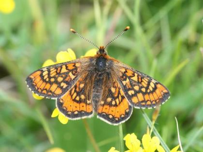 Butterfly Monitoring Scheme project for Butterfly Census | फूलपाखरांच्या जनगणनेसाठी ‘बटरफ्लाय माॅनिटरिंग स्किम’