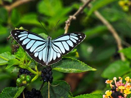 spacial article on no butterflies in American village | रुसलेल्या फुलपाखरांनो, परत या!