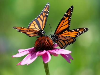 27 butterflies 'flew' from Ferguson Hill! Result of deforestation, wrong planting and habitat loss | फर्ग्युसन टेकडीवरून २७ फुलपाखरं गेली ‘उडून’! वृक्षतोड अन् अधिवास नष्ट झाल्याचा परिणाम