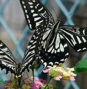 Monsoon: प्रेमात पाडणारा पाऊस! आपल्या अवतीभोवती पाहा जो तो नव्यानं सुरु करतोय आयुष्य!