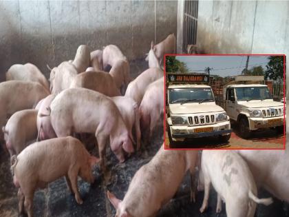 8 people from Belgaum detained in Khanapur robbery case, 71 pigs in custody with three pickup tempos | Kolhapur- खानापूर दरोडा प्रकरणी बेळगावचे ८ जण ताब्यात, तीन पिकअप टेम्पोसह ७१ डुकरे ताब्यात