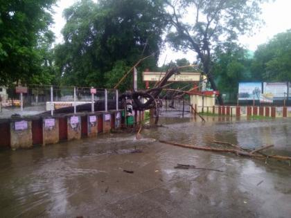 Tree collapse at BYK airport | बीवायकेच्या वाहनतळावर झाड कोसळले ; रविवारच्या सुट्टीमुळे जीवीत हानी टळली